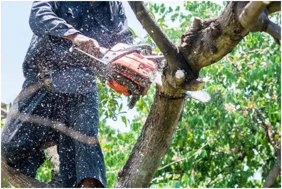 tree services Sparks